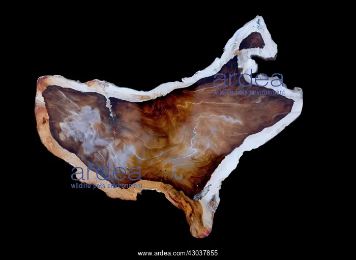  : Brazilian Agate slice in shape of USA