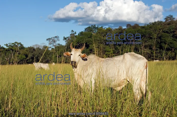  : Brazilian Cattle Ranch