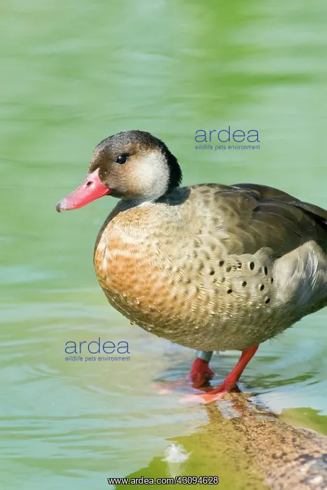: Brazilian Duck : Brazilian Duck