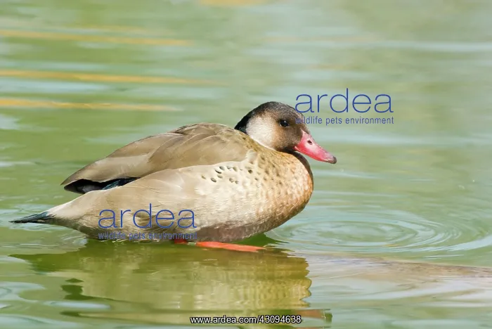 : Brazilian Duck : Brazilian Duck