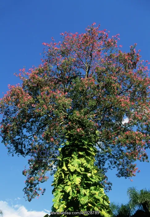 : Brazilian Floss SILK Tree - with epiphytes : Brazilian Floss SILK Tree - with epiphytes