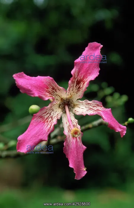 : Brazilian Floss SILK Tree - flower : Brazilian Floss SILK Tree - flower