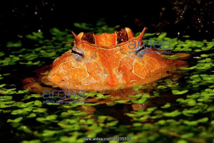 : Brazilian Horn Frog, Ceratophrys cornutus : Brazilian Horn Frog, Ceratophrys cornutus