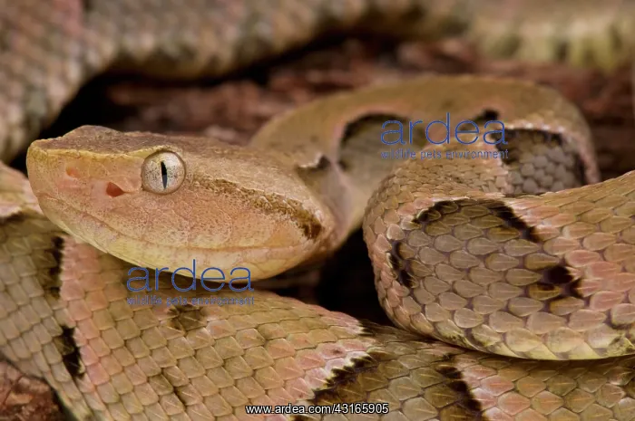 : Brazilian Lancehead (Bothrops moojeni), Brazil : Brazilian Lancehead (Bothrops moojeni), Brazil
