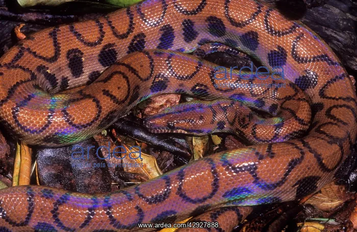 : Brazilian Rainbow Boa : Brazilian Rainbow Boa