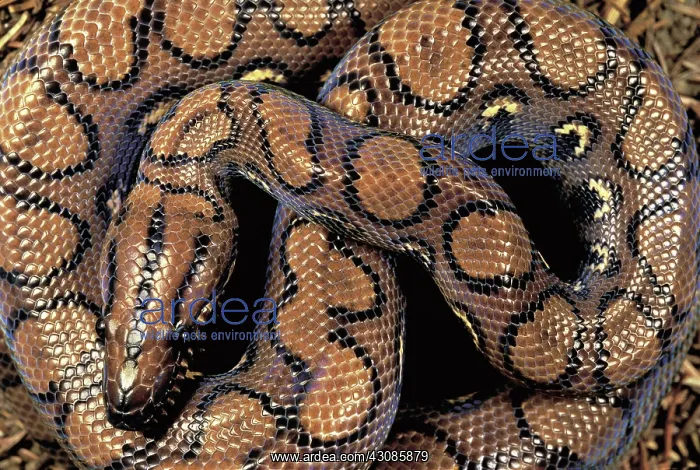 : Brazilian rainbow boa : Brazilian rainbow boa