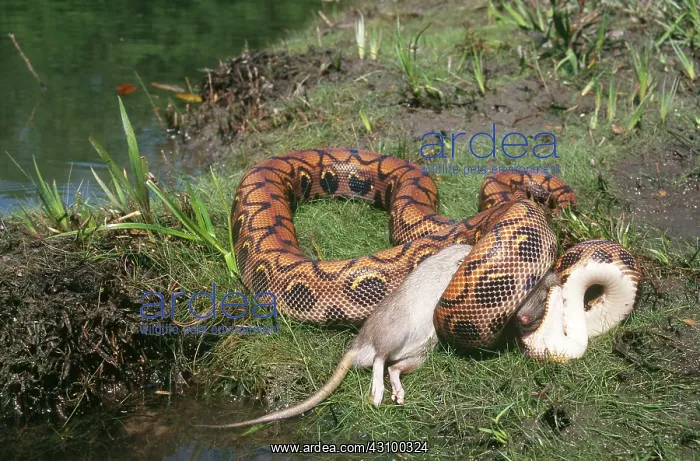 : Brazilian Rainbow Boa feeding on rat : Brazilian Rainbow Boa feeding on rat