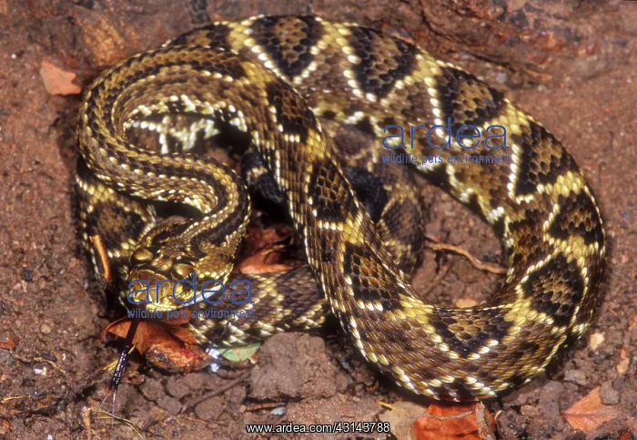 : Brazilian Rattlesnake : Brazilian Rattlesnake