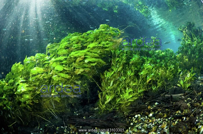 : Brazilian River Underwater : Brazilian River Underwater
