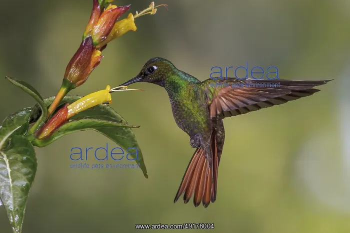 : Brazilian Ruby (Clytolaema rubricauda) flying and feeding at a flower in the Atlantic rainforest of southeast Brazil : Brazilian Ruby (Clytolaema rubricauda) flying and feeding at a flower in the Atlantic rainforest of southeast Brazil