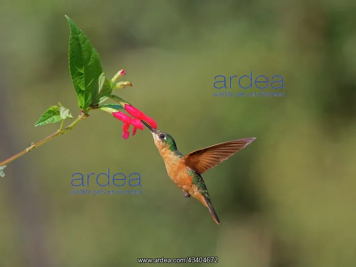 : Brazilian Ruby Hummingbird female at flower Heliodoxa : Brazilian Ruby Hummingbird female at flower Heliodoxa
