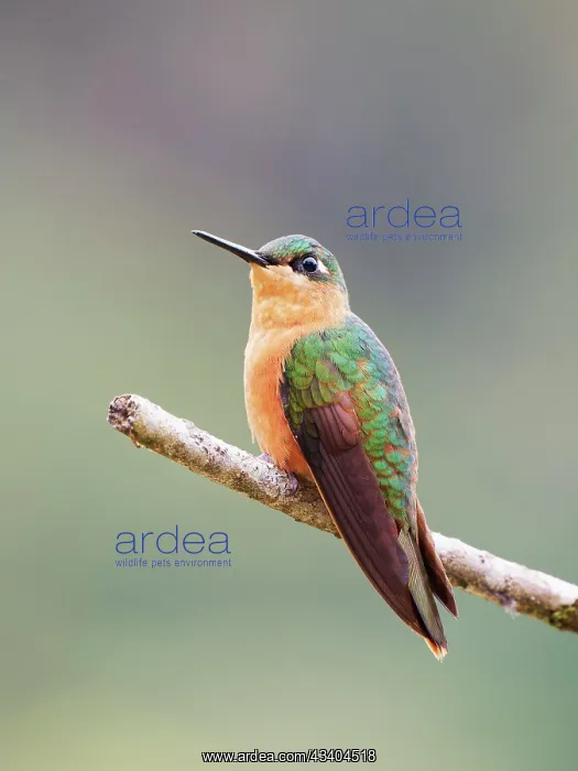 : Brazilian Ruby Hummingbird female Heliodoxa rubricauda : Brazilian Ruby Hummingbird female Heliodoxa rubricauda