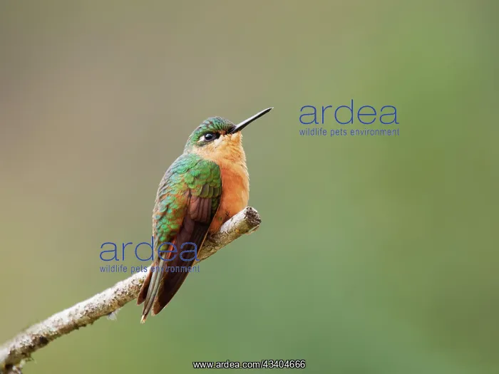 : Brazilian Ruby Hummingbird female Heliodoxa rubricauda : Brazilian Ruby Hummingbird female Heliodoxa rubricauda