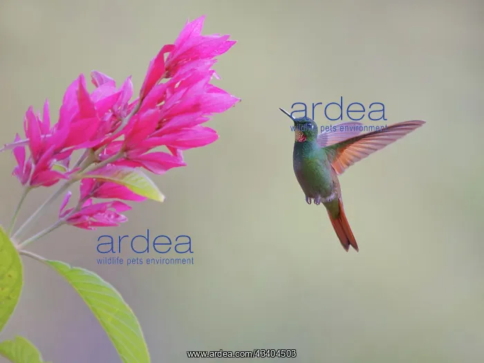 : Brazilian Ruby Hummingbird male at flower Heliodoxa : Brazilian Ruby Hummingbird male at flower Heliodoxa