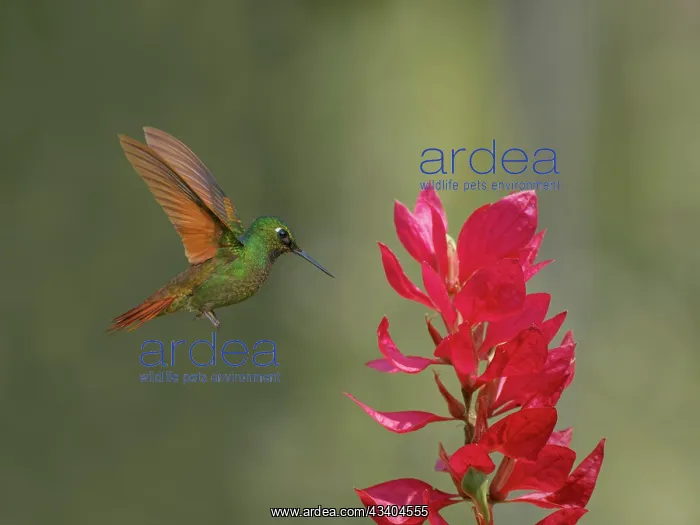  : Brazilian Ruby Hummingbird male at flower Heliodoxa