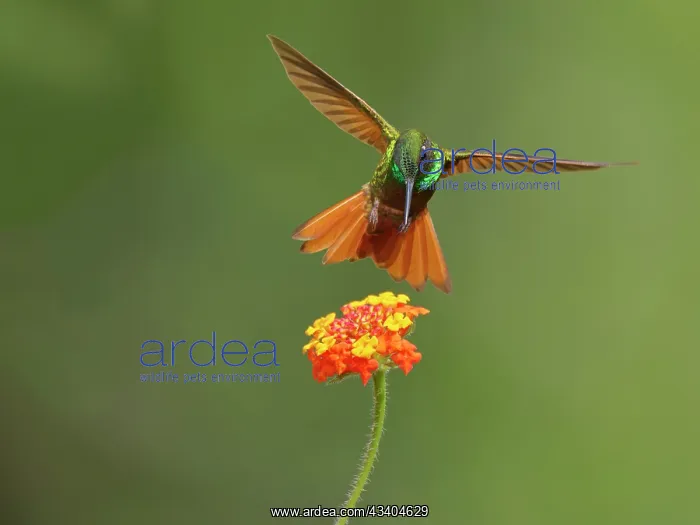 : Brazilian Ruby Hummingbird male at flower Heliodoxa : Brazilian Ruby Hummingbird male at flower Heliodoxa