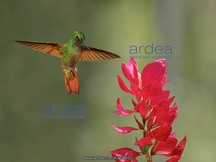 : Brazilian Ruby Hummingbird male at flower Heliodoxa : Brazilian Ruby Hummingbird male at flower Heliodoxa