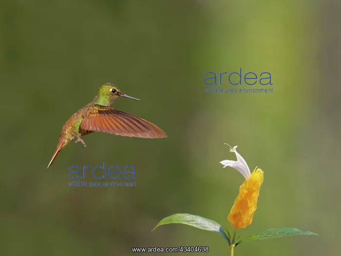 : Brazilian Ruby Hummingbird male at flower Heliodoxa : Brazilian Ruby Hummingbird male at flower Heliodoxa
