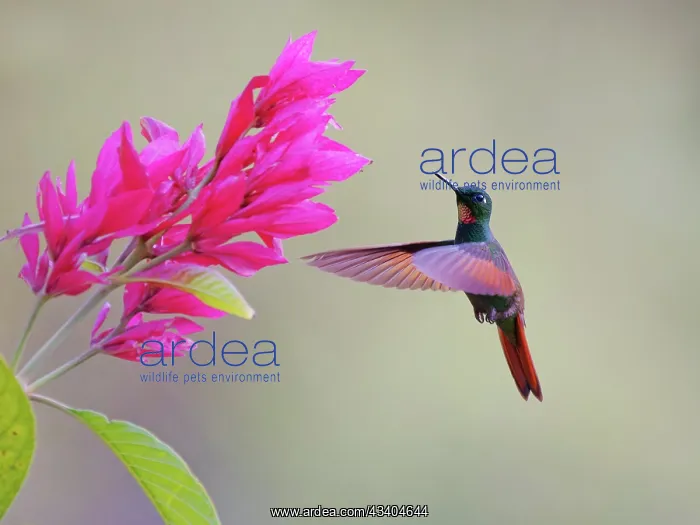 : Brazilian Ruby Hummingbird male at flower Heliodoxa : Brazilian Ruby Hummingbird male at flower Heliodoxa