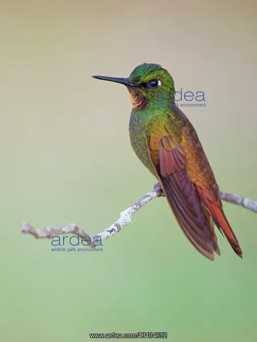 : Brazilian Ruby Hummingbird male Heliodoxa rubricauda : Brazilian Ruby Hummingbird male Heliodoxa rubricauda