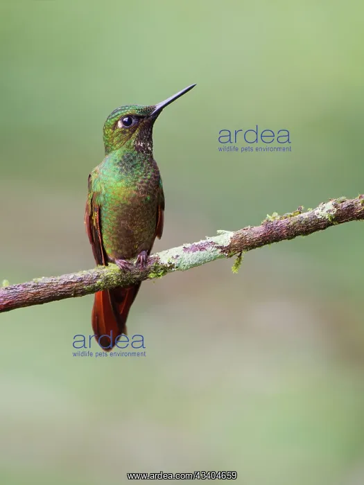 : Brazilian Ruby Hummingbird male Heliodoxa rubricauda : Brazilian Ruby Hummingbird male Heliodoxa rubricauda