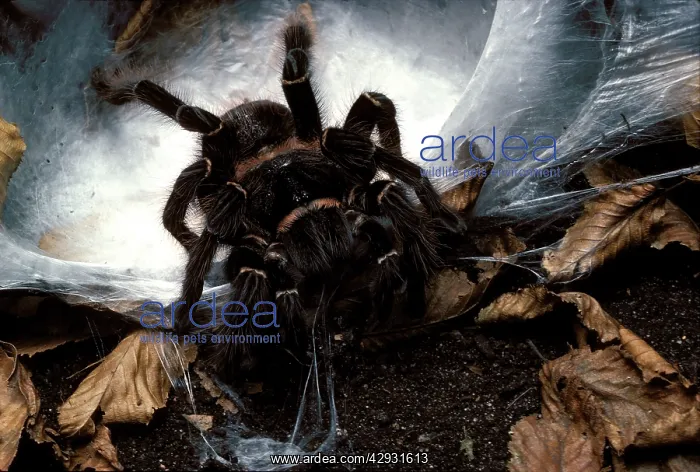 : Brazilian Salmon Pink Tarantula / Bird-eating Spider : Brazilian Salmon Pink Tarantula / Bird-eating Spider