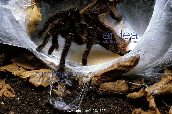 : Brazilian Salmon Pink Tarantula / Bird-eating Spider : Brazilian Salmon Pink Tarantula / Bird-eating Spider