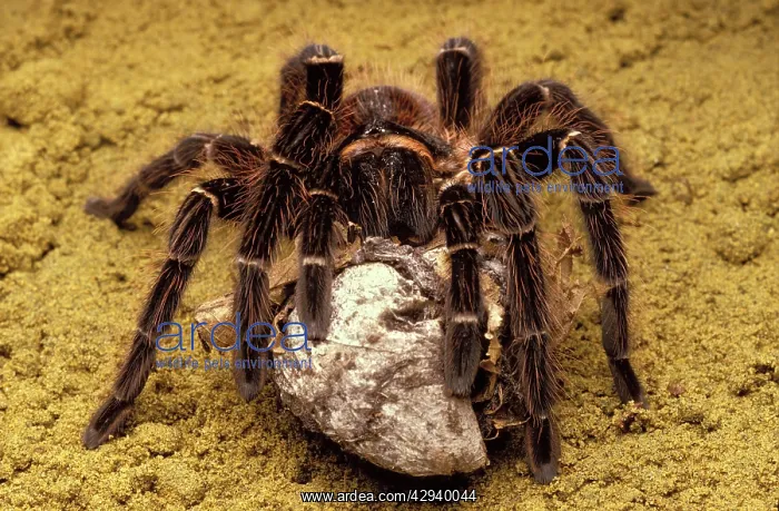 : Brazilian Salmon Pink Tarantula - with its eggs : Brazilian Salmon Pink Tarantula - with its eggs