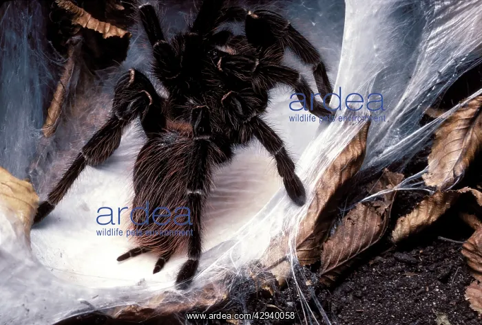 : Brazilian Salmon Pink Tarantula - with its eggs : Brazilian Salmon Pink Tarantula - with its eggs