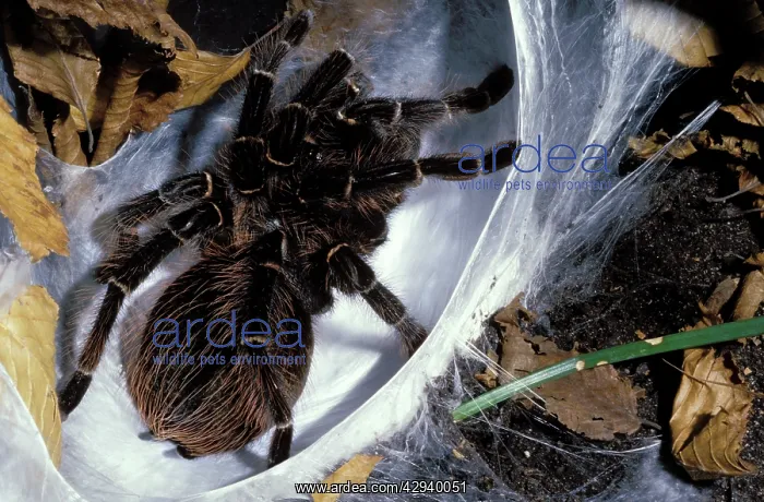 : Brazilian Salmon Pink Tarantula - preparing its nest : Brazilian Salmon Pink Tarantula - preparing its nest