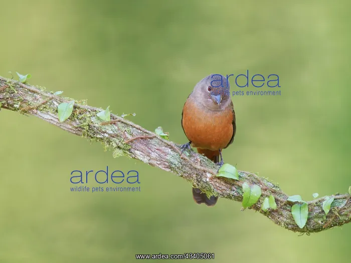 : Brazilian Tanager female Ramphocelus bresilia Atlantic : Brazilian Tanager female Ramphocelus bresilia Atlantic