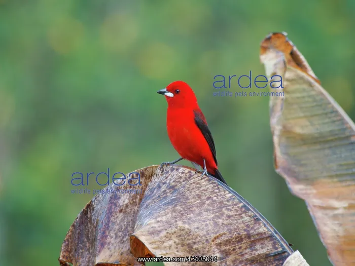 : Brazilian Tanager male Ramphocelus bresilia Atlantic : Brazilian Tanager male Ramphocelus bresilia Atlantic