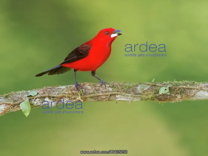 : Brazilian Tanager male Ramphocelus bresilia Atlantic : Brazilian Tanager male Ramphocelus bresilia Atlantic
