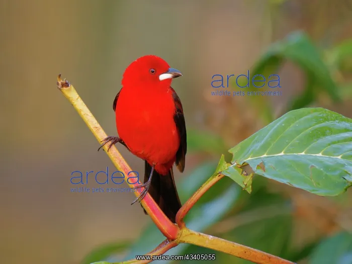 : Brazilian Tanager male Ramphocelus bresilia Atlantic : Brazilian Tanager male Ramphocelus bresilia Atlantic