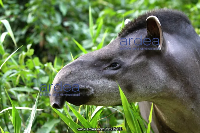 : Brazilian tapir : Brazilian tapir