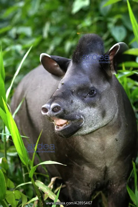 : Brazilian Tapir : Brazilian Tapir