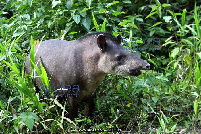 : Brazilian Tapir : Brazilian Tapir