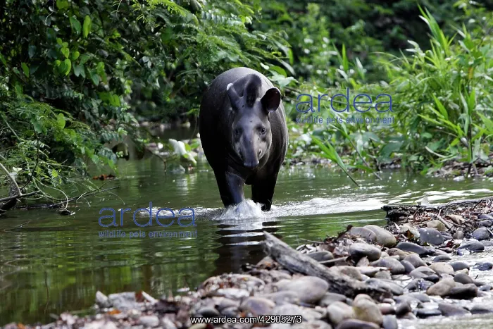 : Brazilian Tapir : Brazilian Tapir