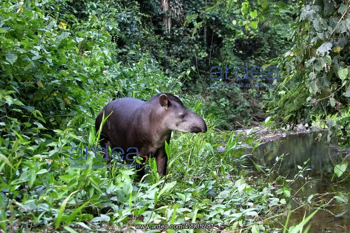 : Brazilian tapir : Brazilian tapir