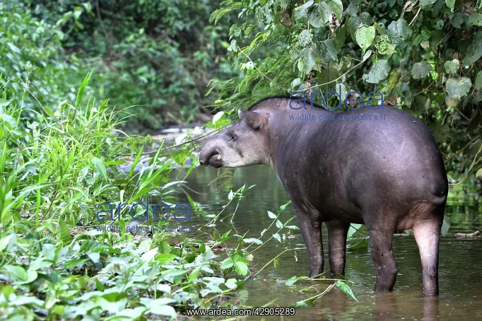 : Brazilian tapir : Brazilian tapir