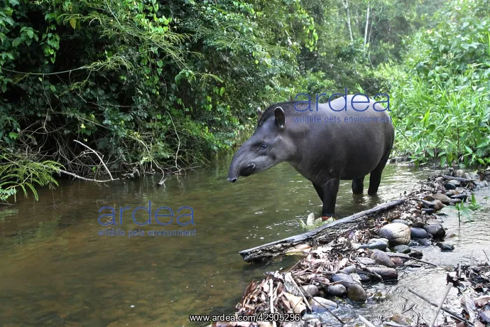 : Brazilian Tapir : Brazilian Tapir