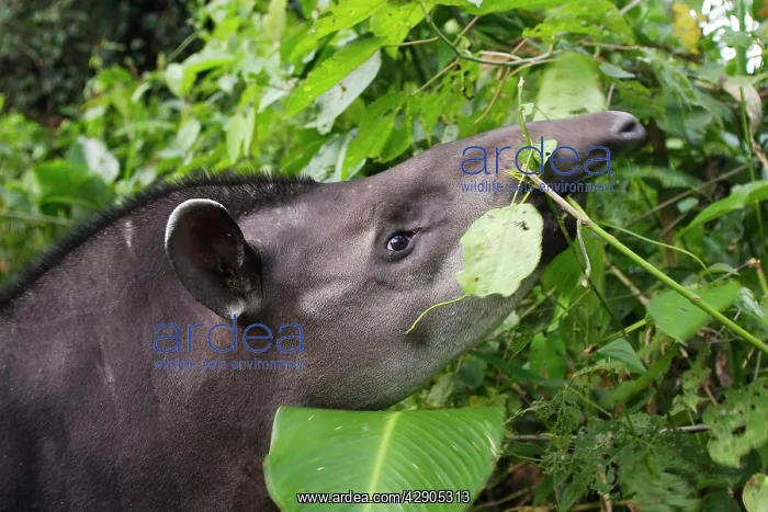 : Brazilian Tapir : Brazilian Tapir