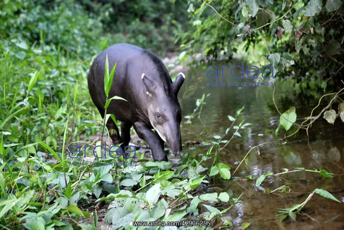 : Brazilian Tapir : Brazilian Tapir