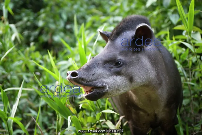 : Brazilian Tapir : Brazilian Tapir