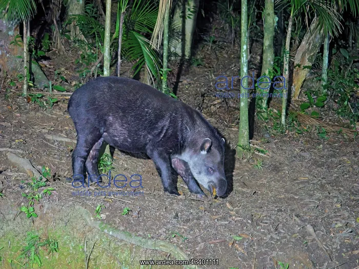 : Brazilian Tapir Tapirus terrestris Atlantic Forest : Brazilian Tapir Tapirus terrestris Atlantic Forest