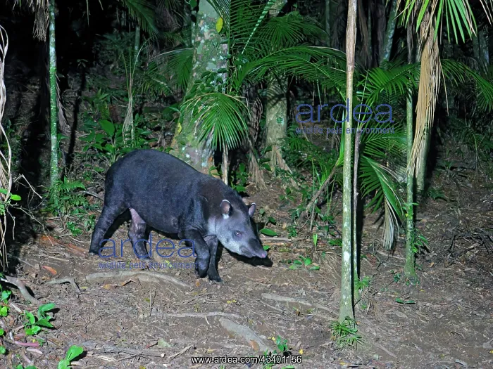 : Brazilian Tapir Tapirus terrestris Atlantic Forest : Brazilian Tapir Tapirus terrestris Atlantic Forest
