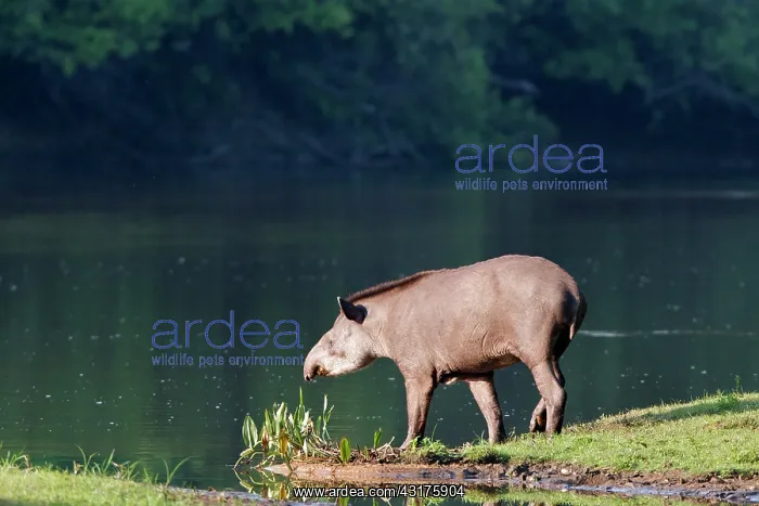 : Tapir. Brazilian Tapir (Tapirus terrestris) on the riverbank, Pantanal, Brazil, Brazil : Tapir. Brazilian Tapir (Tapirus terrestris) on the riverbank, Pantanal, Brazil, Brazil