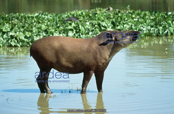 : Brazilian TAPIR - in water : Brazilian TAPIR - in water
