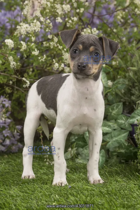 : Brazilian Terrier puppy outdoors in the garden : Brazilian Terrier puppy outdoors in the garden