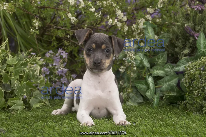 : Brazilian Terrier puppy outdoors in the garden : Brazilian Terrier puppy outdoors in the garden
